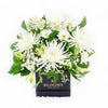 Peaceful White Mixed Floral Arrangement - New Jersey Blooms - New Jersey Flower Delivery