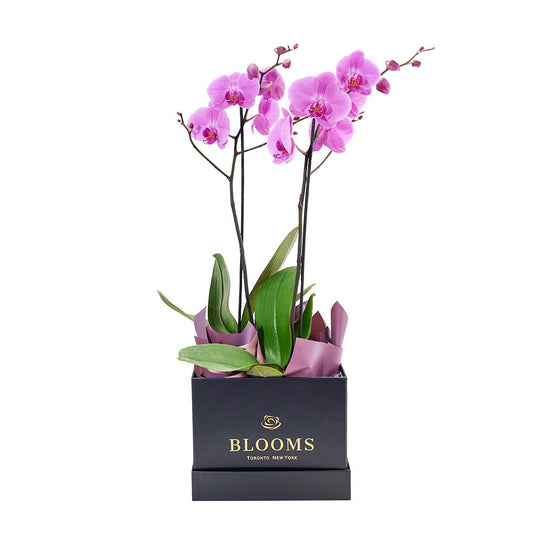 Perfect in Pink Exotic Orchid - New Jersey Flower Delivery - New Jersey Blooms