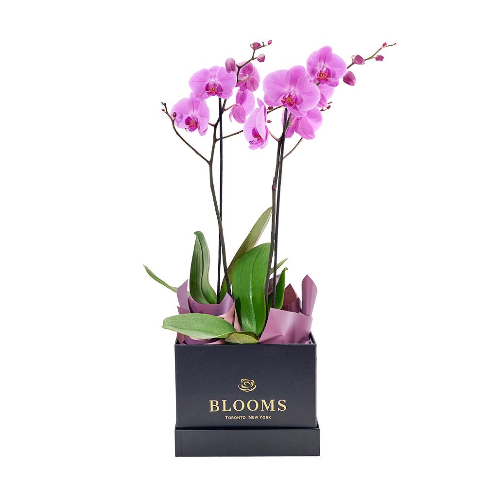 Perfect in Pink Exotic Orchid - New Jersey Flower Delivery - New Jersey Blooms 
