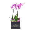 Perfect in Pink Exotic Orchid - New Jersey Flower Delivery - New Jersey Blooms 
