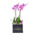 Perfect In Pink Exotic Orchid Plant