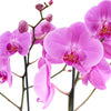 Perfect in Pink Exotic Orchid - New Jersey Flower Delivery - New Jersey Blooms