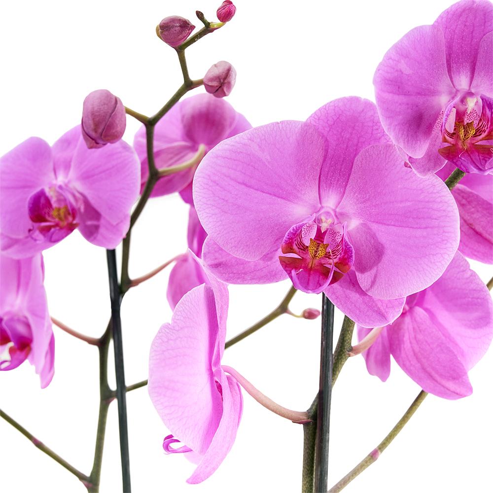 Perfect in Pink Exotic Orchid - New Jersey Flower Delivery - New Jersey Blooms 