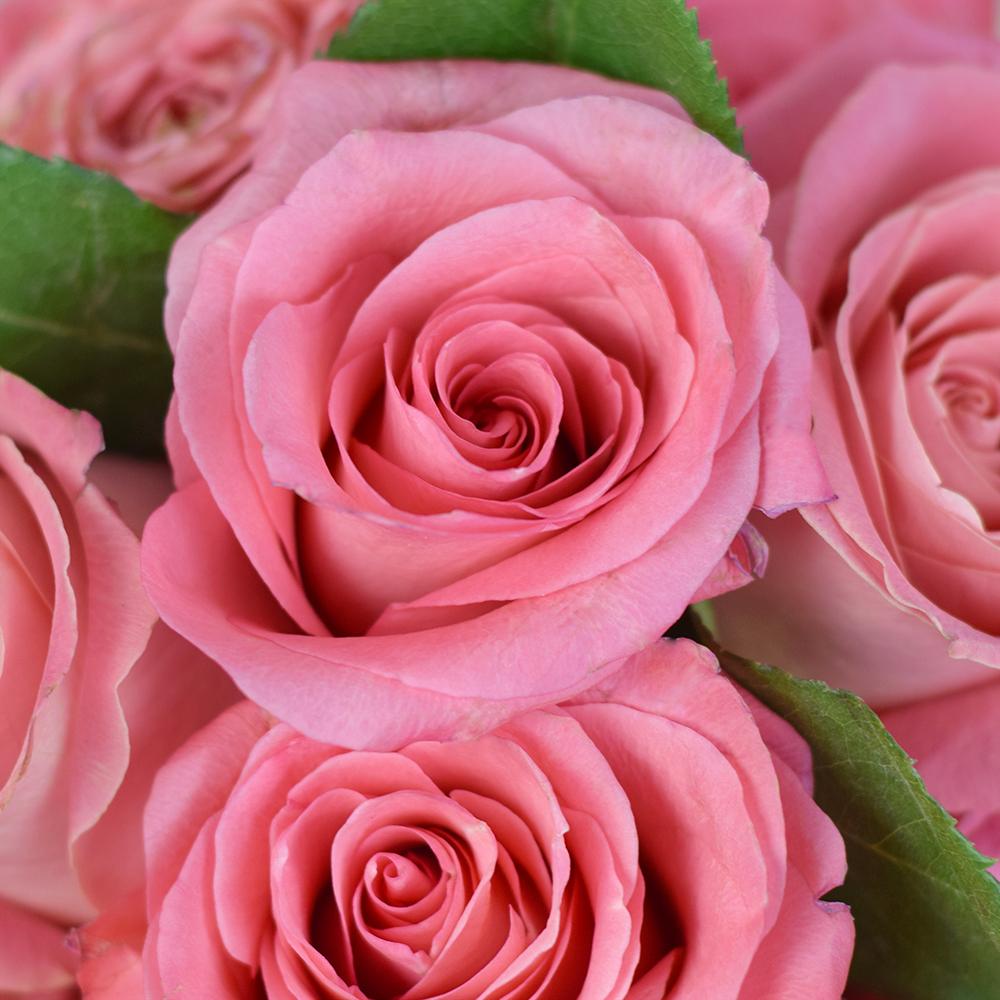 Pink Glow Box Rose Set - New Jersey Blooms - New Jersey Flower Delivery