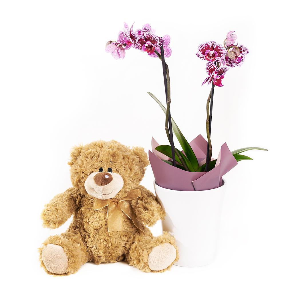 Get Well Soon Little Brown Teddy Bear Pink Flower Flowers Bears Greeting  Card