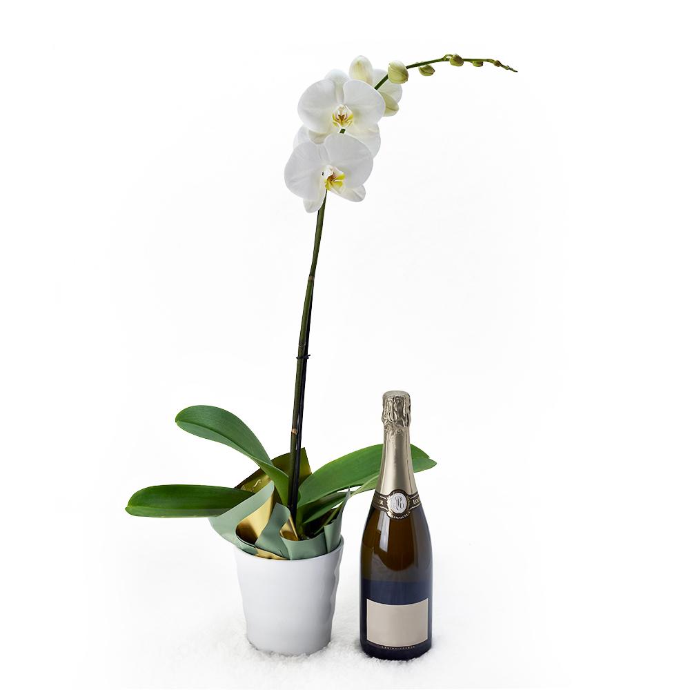 Pure &amp; Simple Flowers &amp; Champagne Gift, white orchid in a white ceramic planter, bottle of Sparkling Wine, Flower Gifts from Blooms New Jersey - Same Day New Jersey Delivery.