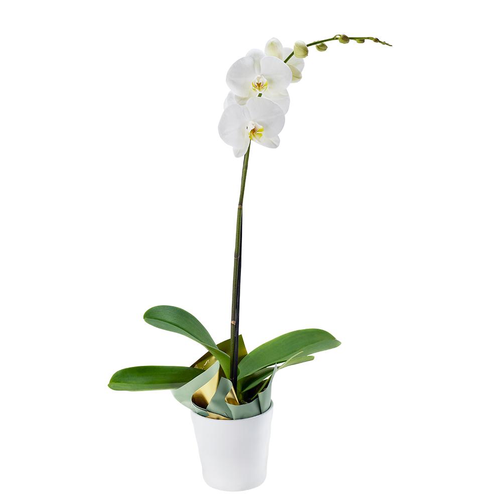 Pure &amp; Simple Exotic Orchid Plant, white orchid in a white ceramic planter with a support system to keep the flowers upright, Plant Gifts from Blooms New Jersey - Same Day New Jersey Delivery.