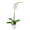 Pure & Simple Exotic Orchid Plant - Orchid Gifts - New Jersey Blooms - New Jersey Flower Delivery