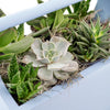 Rustic Charms Succulent Garden.New York Blooms - New Jersey Blooms Delivery Blooms