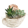 Shell Succulent Arrangement - New Jersey Blooms - New Jersey Plant Delivery