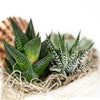 Shell Succulent Arrangement, assorted succulent plants in a shell-shaped planter with shell decorations, Plant Gifts from Blooms New Jersey - Same Day New Jersey Delivery.