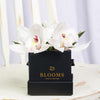 Simple Orchid Gift Box, cymbidium orchids elegantly presented in a black square designer hat box, Floral Gifts from Blooms New Jersey - Same Day New Jersey Delivery.