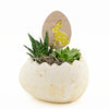 Succulent Easter Egg Arrangement - New Jersey Plant Delivery - New Jersey Blooms 