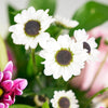 Suddenly Spring Mother’s Day Floral Gift, roses, daisies, lilies, gerbera, and greens in a charming white wicker basket, Floral Gifts from Blooms New Jersey - Same Day New Jersey Delivery.