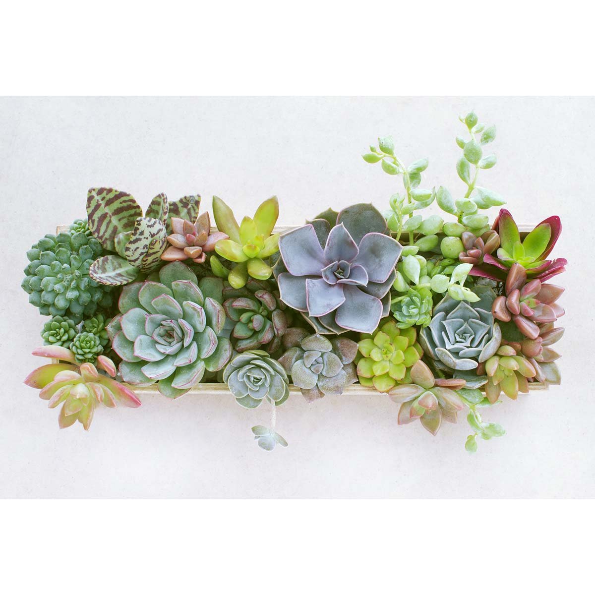 Mother's Day Plant Gifts | Houseplant UK