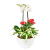 Tropical Orchid Arrangement - New Jersey Blooms - New Jersey Flower Delivery
