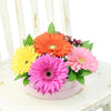 Vivacious Daisy Arrangement, gerbera in warm tones, ruscus, and baby’s breath in a stylish short pink hat box, Mix Floral Gifts from Blooms New Jersey - Same Day New Jersey Delivery.