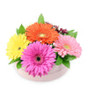Vivacious Daisy Arrangement, gerbera in warm tones, ruscus, and baby’s breath in a stylish short pink hat box, Mix Floral Gifts from Blooms New Jersey - Same Day New Jersey Delivery.
