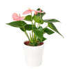 Wild & Free Anthurium Plant - New Jersey Blooms - New Jersey Flower Delivery