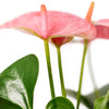 Wild & Free Anthurium Plant - New Jersey Blooms - New Jersey Flower Delivery