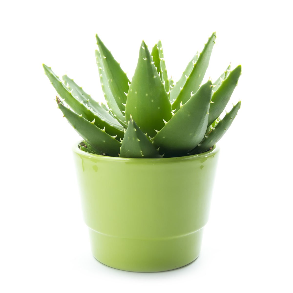 https://newjerseyblooms.com/cdn/shop/products/aloe_vera_in_pot_isolated_on_white_background_223344_2000x.jpg?v=1571719136