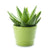 Chartreuse Elegance Aloe Vera Plant