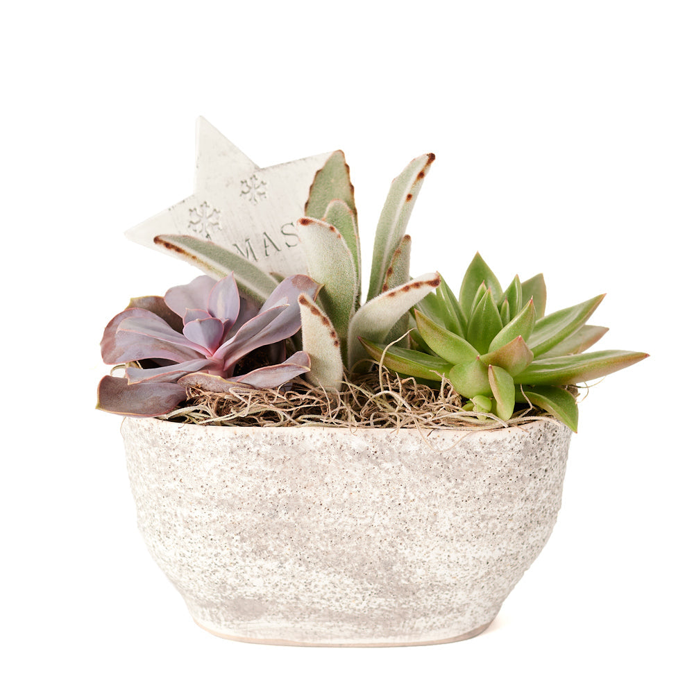 Christmas Succulent Arrangement, assorted succulent plants in a white planter with winter décor, plant gifts from Blooms New Jersey - Same Day New Jersey Delivery.