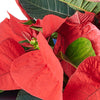 Bring a touch of holiday spirit to someone special with the Festive Poinsettia Gift from New Jersey Blooms. Featuring vibrant red and green leaves in a charming planter tied with a designer ribbon, this living gift is a perfect expression of Christmas cheer.
