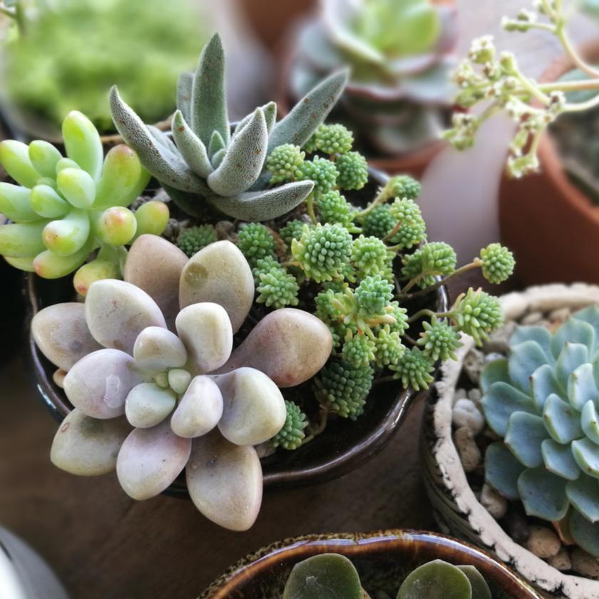 New Jersey Blooms Plant Subscription | Succulents & Cacti - NEW JERSEY  BLOOMS