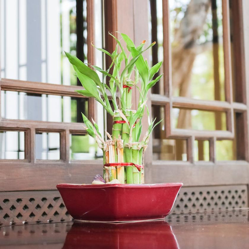 New Jersey Same Day Flower Delivery - New Jersey Flower Gifts - Plant Gifts