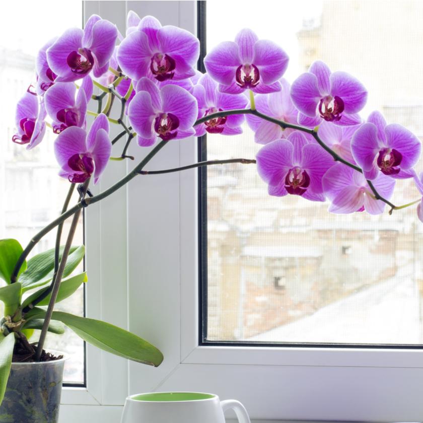 Toronto Same Day Flower Delivery - Toronto Flower Gifts - Orchids