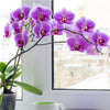 Toronto Same Day Flower Delivery - Toronto Flower Gifts - Orchids